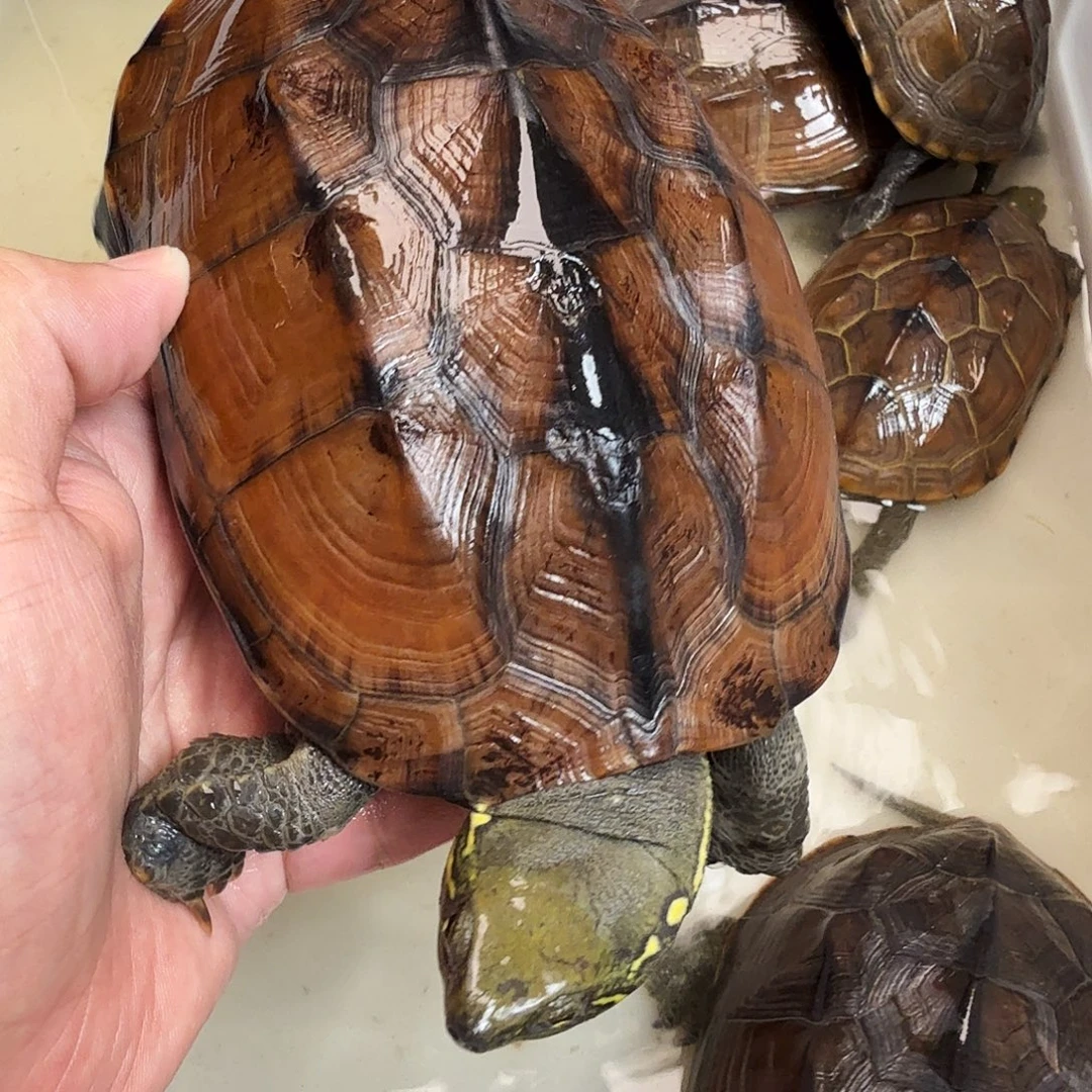 梁***奶母绿毛龟666666666666