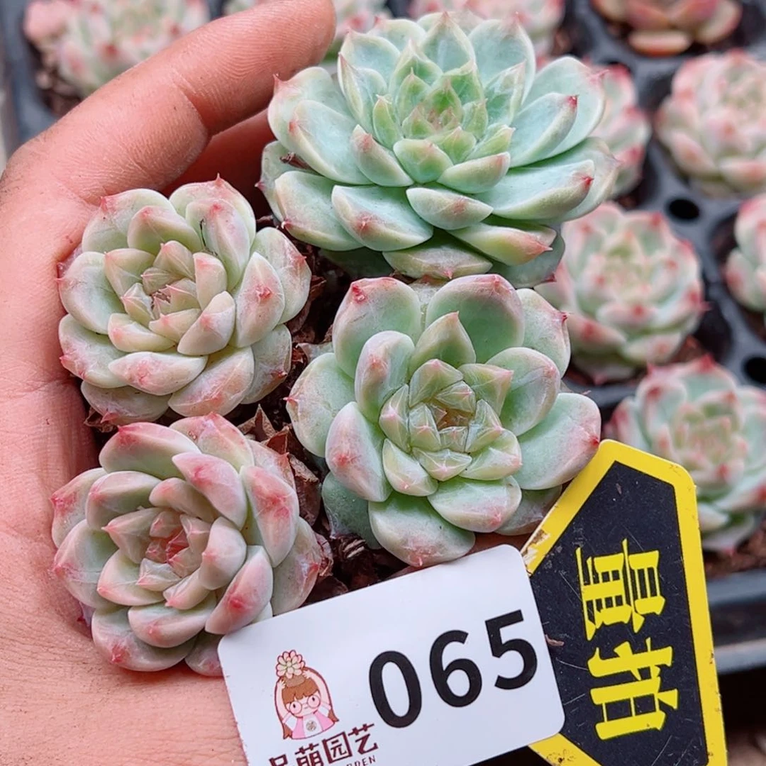 当前无花朵，栽培后可花朵