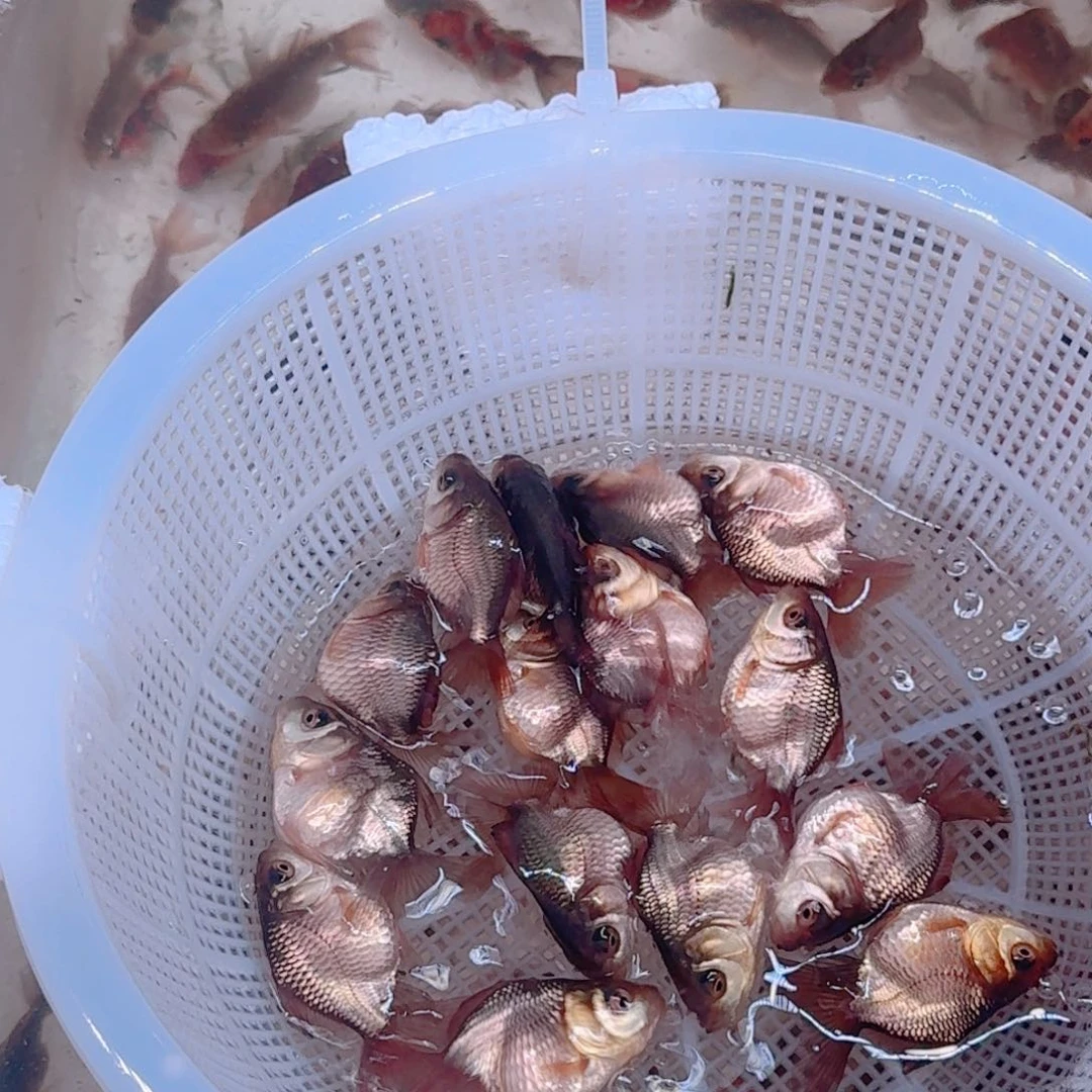 斑马鱼300”包邮到家