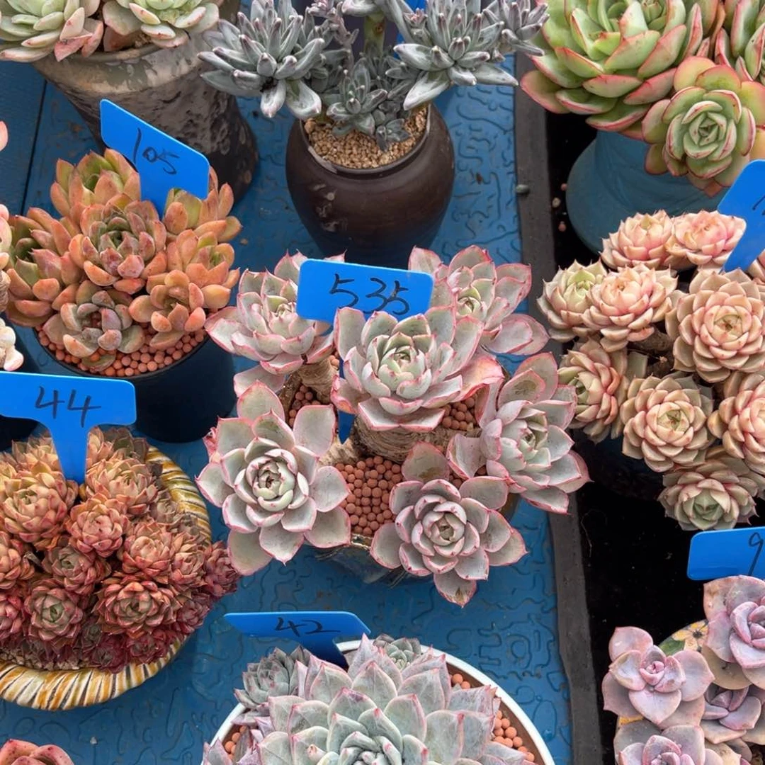 臭*宝535赫拉多肉