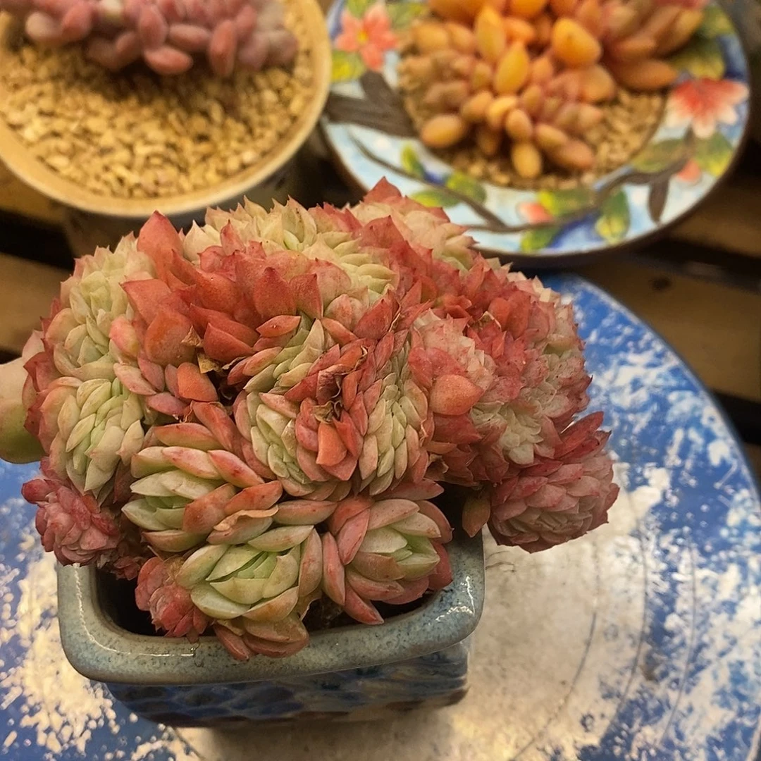 多肉植物肉肉植物