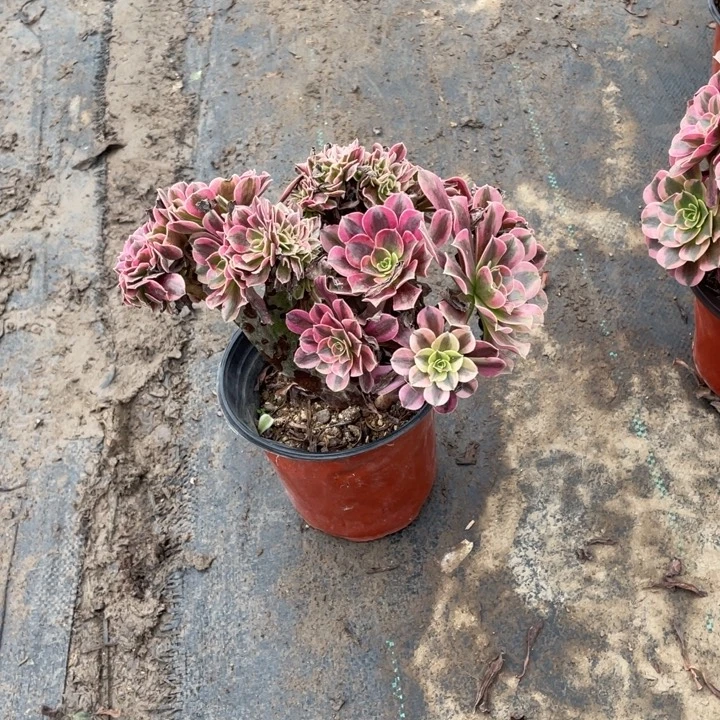 17美杜莎缀多肉植物多肉