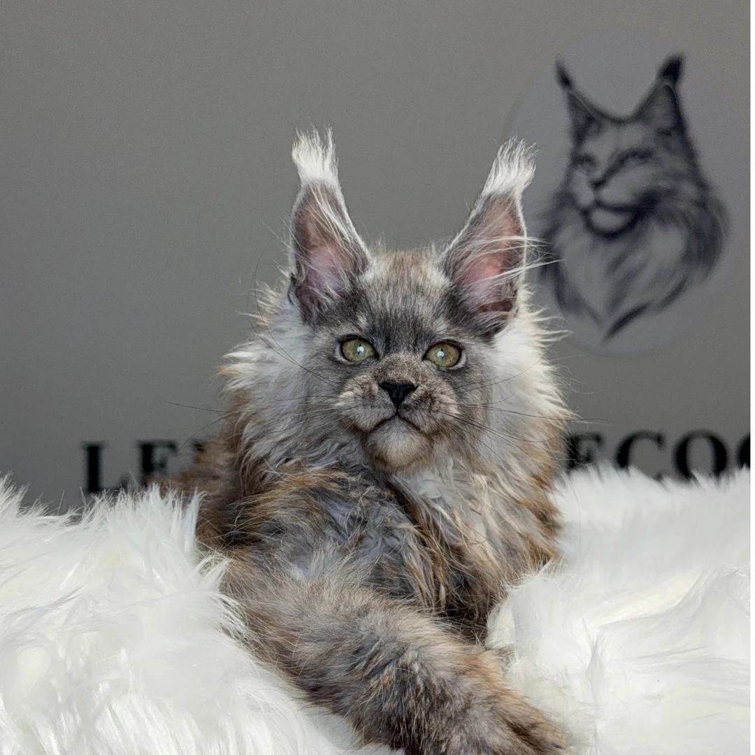 李的猫-缅因猫烟灰色弟弟全款链接