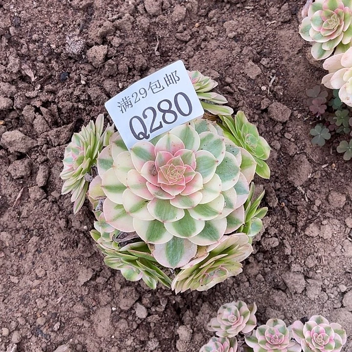 280倾城多肉植物