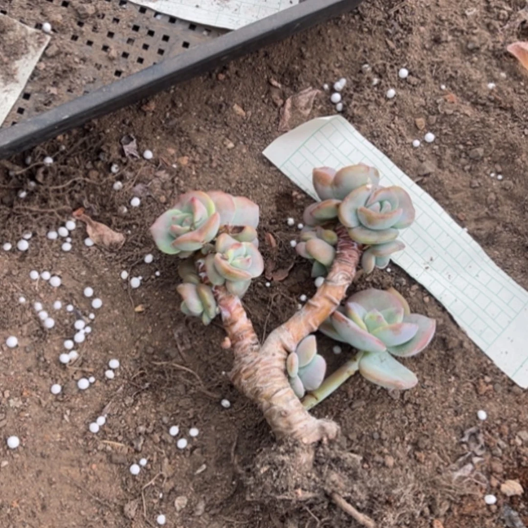 【闪购商品】美****店白凤