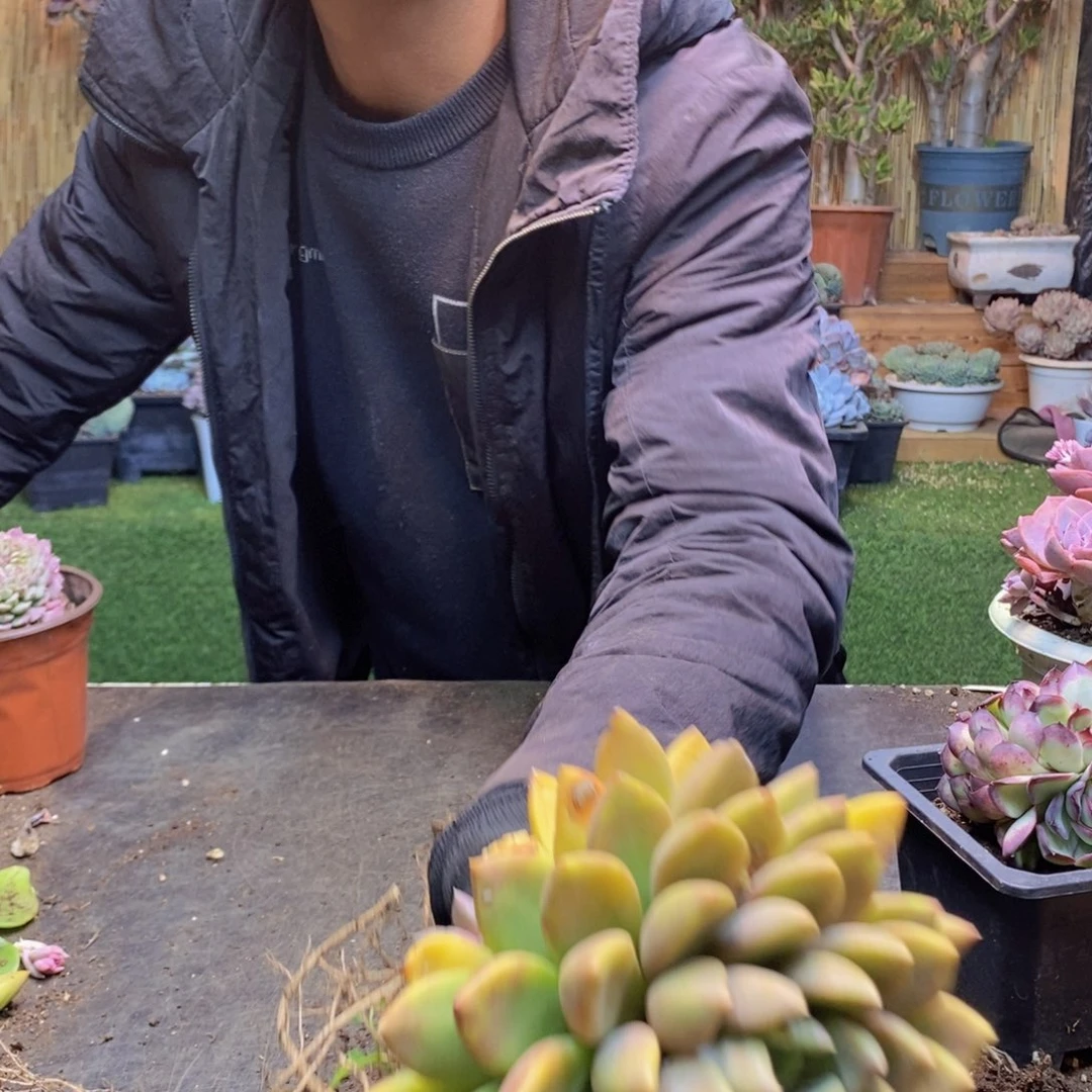 夏*H288号象牙多肉