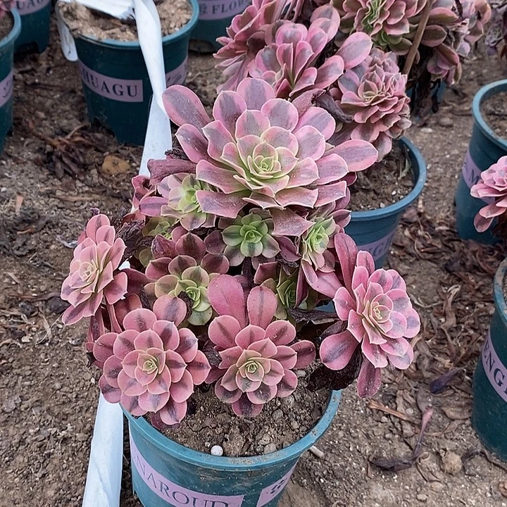 美杜莎多肉植物129