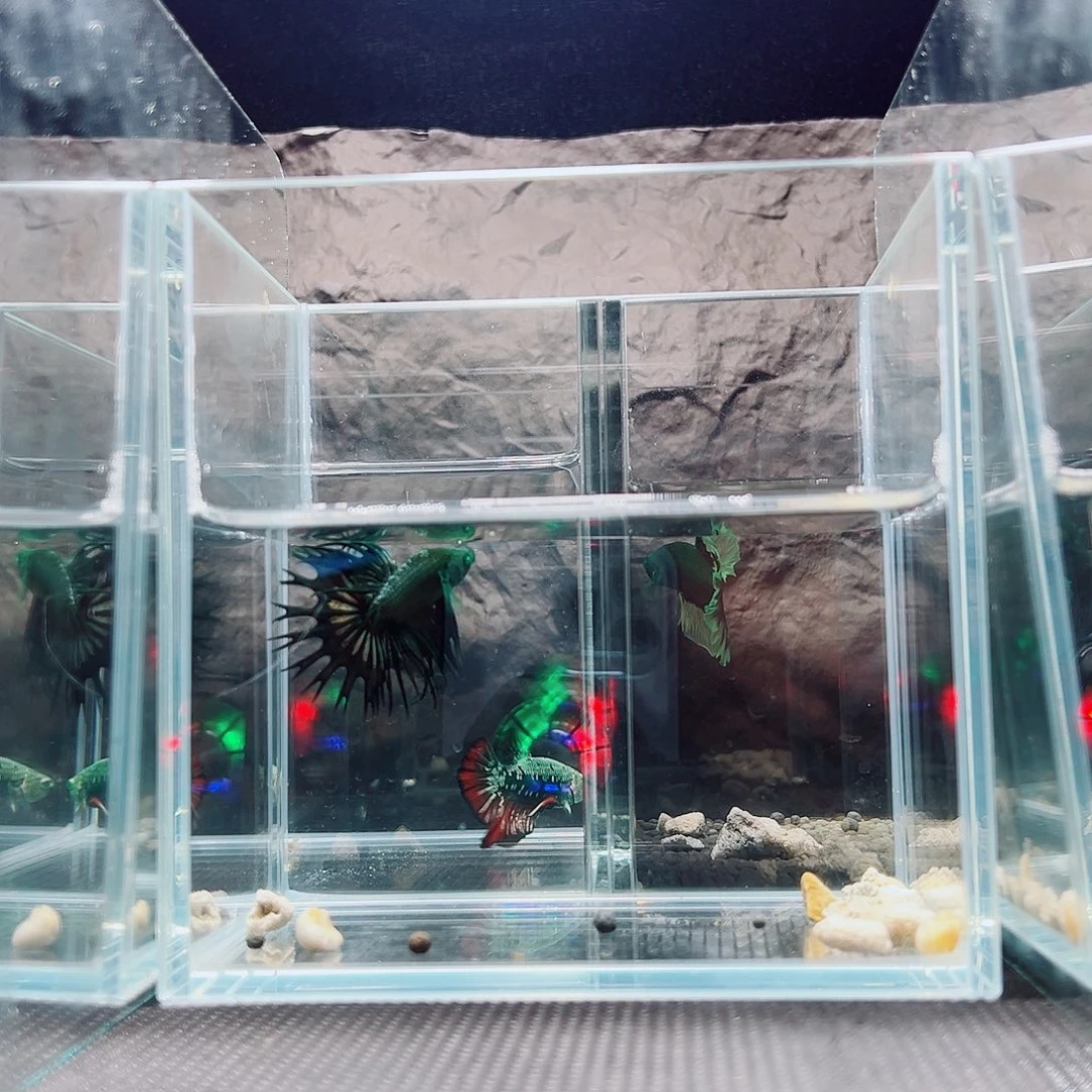 海胆精品精品精品