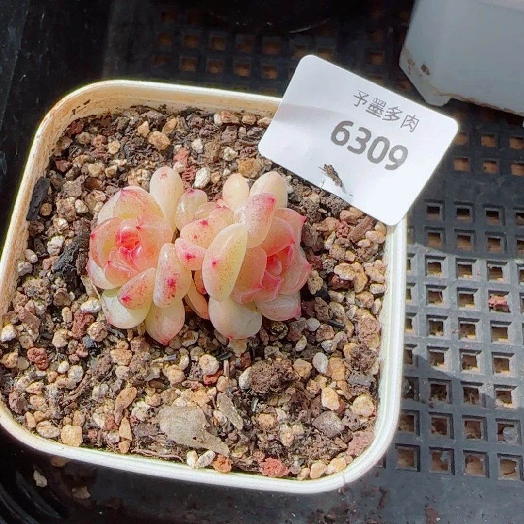 甜心，6309多肉植物