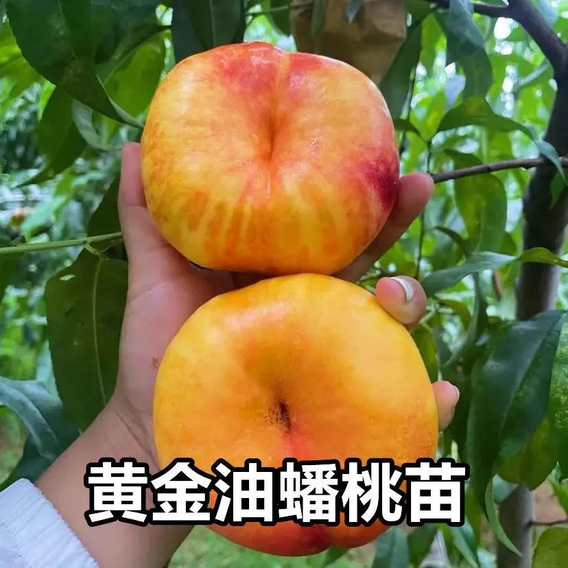 黄油蟠桃树苗嫁接早熟中蟠桃树果苗盆栽地栽南北方种果树当年结果