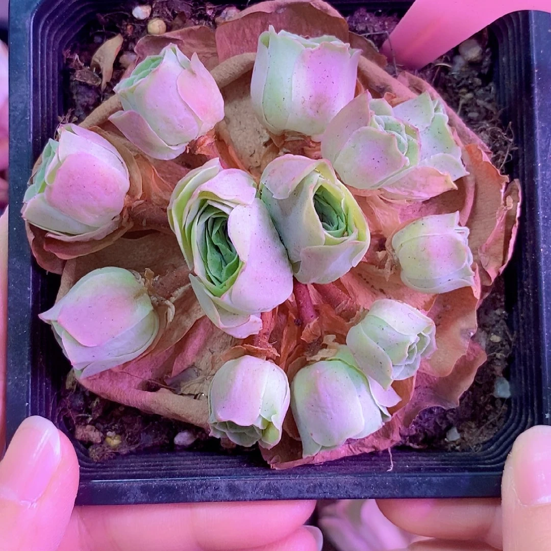 长***海油画缀化一物一拍927