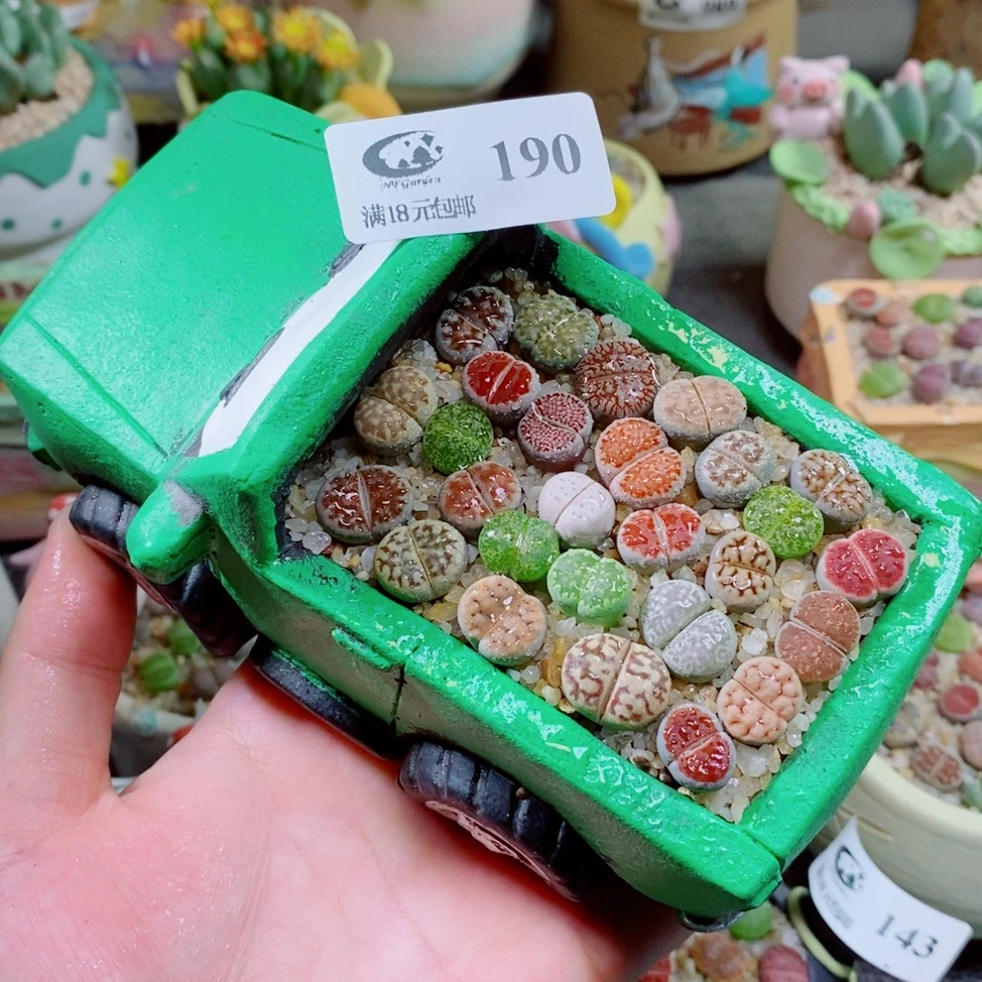 生石花花花花花花花190