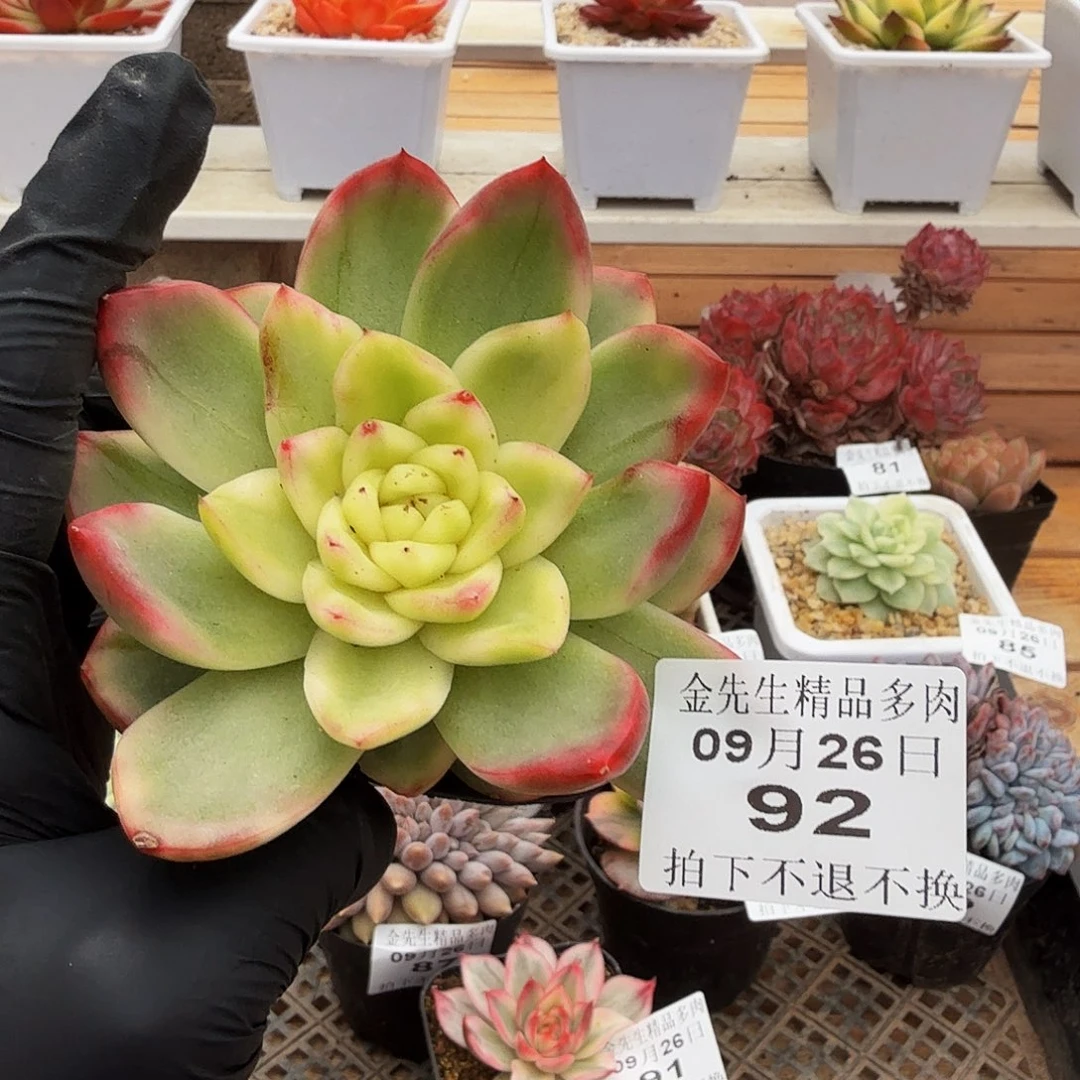 0926-92水晶珍妮锦