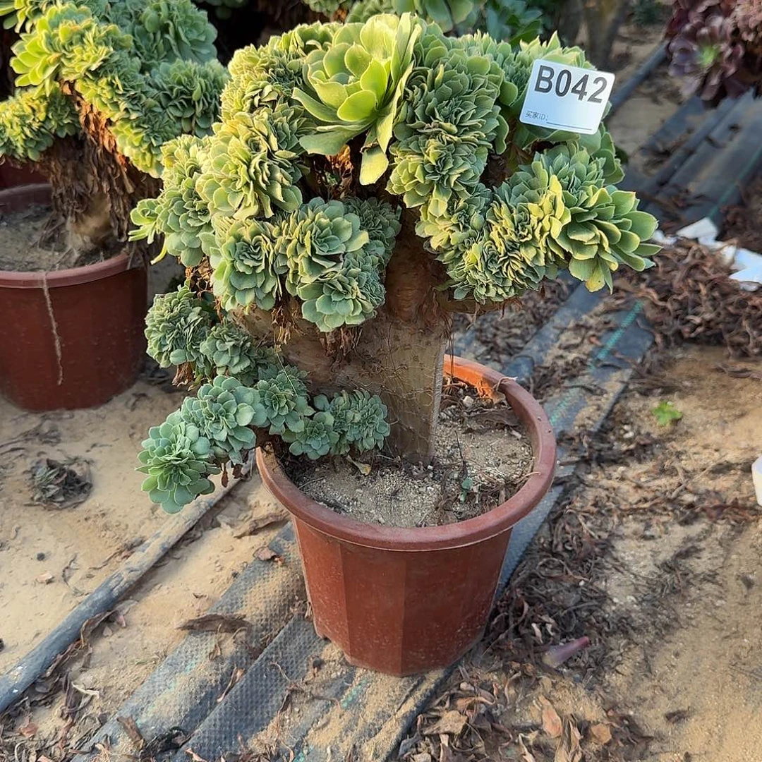 042绿缀朵朵有伤一颗呀呀
