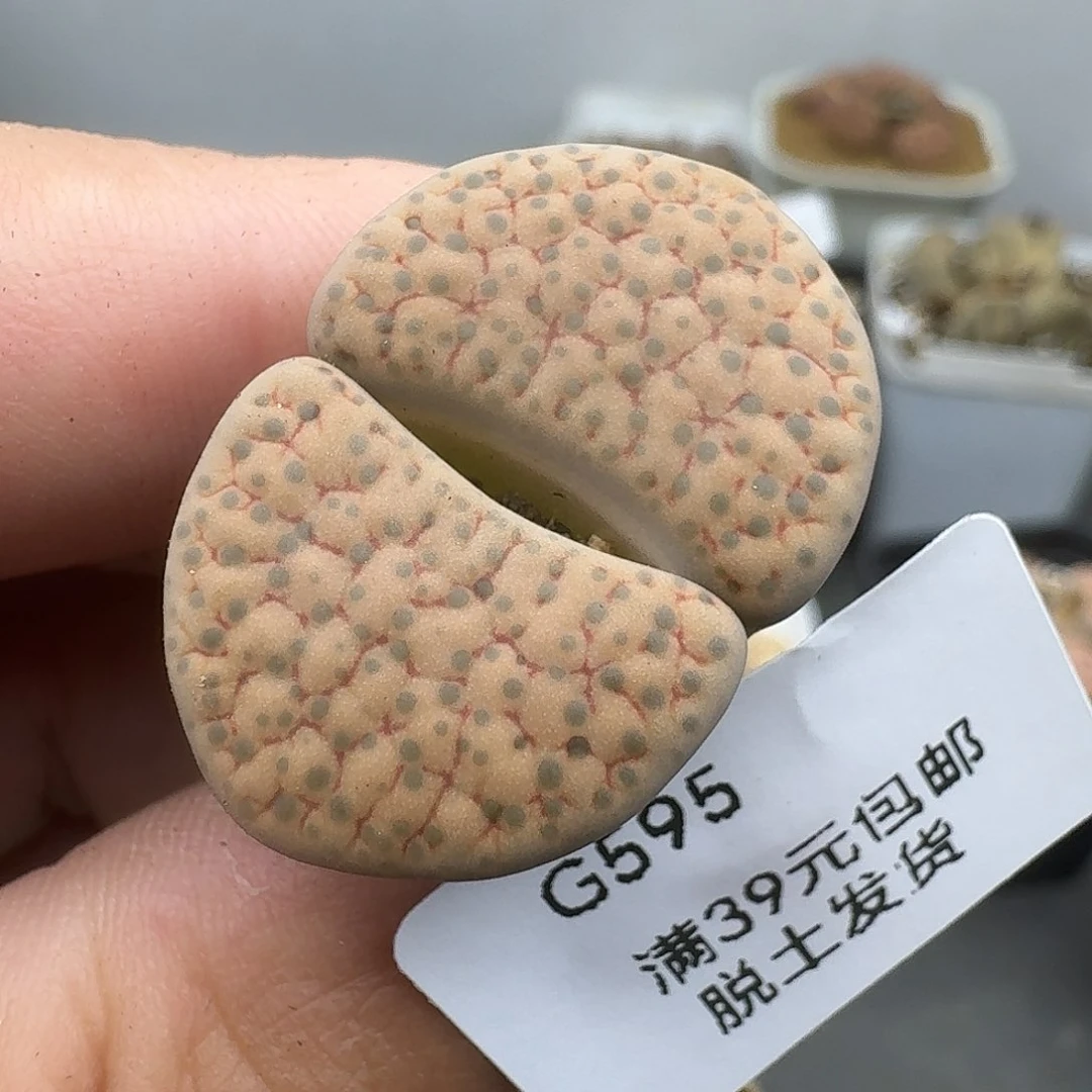 595哈哈哈哈哈哈哈