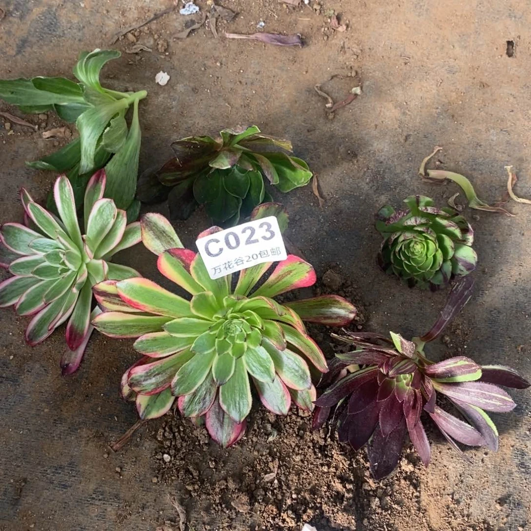 023砍头六个多肉植物量拍