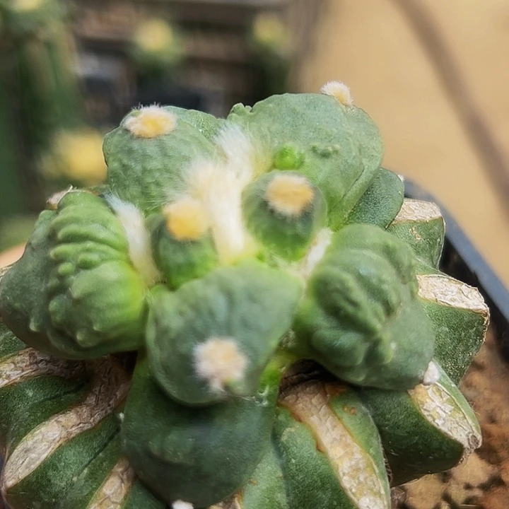 无花朵蛋尤怒涛牡丹852
