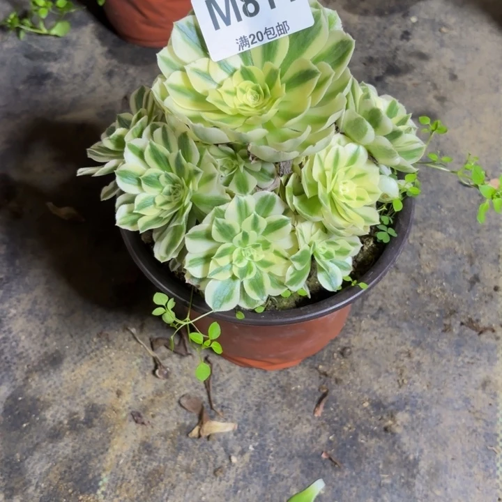 瑞妈，，。。？？？？814迈，