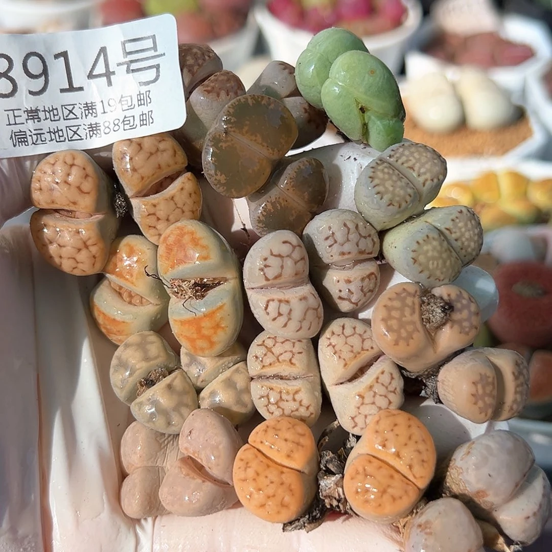 好养易活生石花大母本8914共13颗