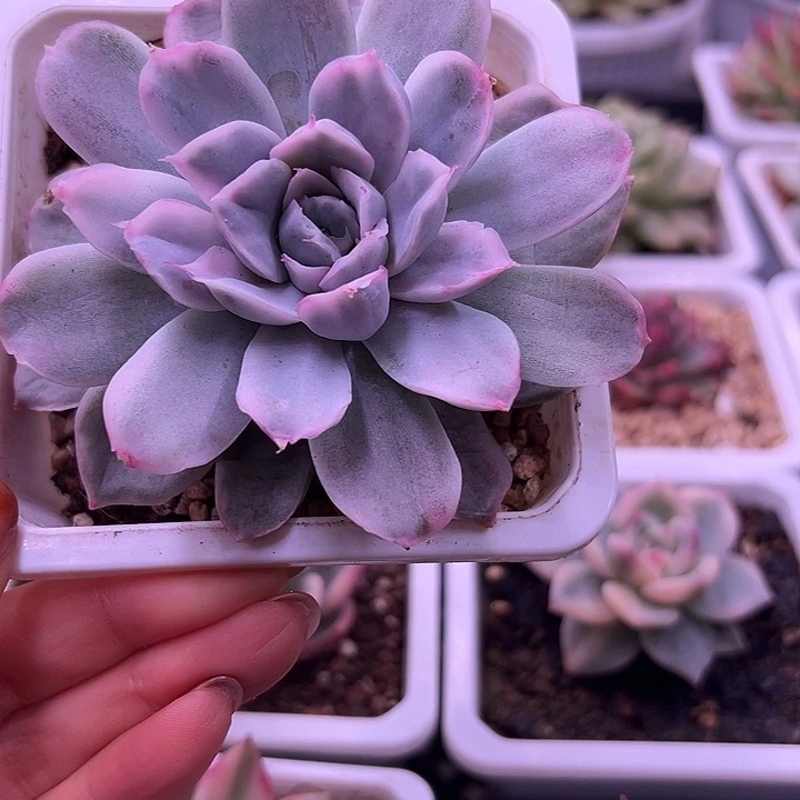 辛普森锦多肉植物单头