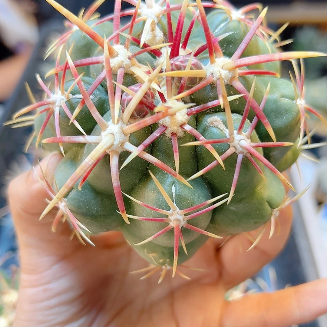 苗接大红鹰无根含刺10公分