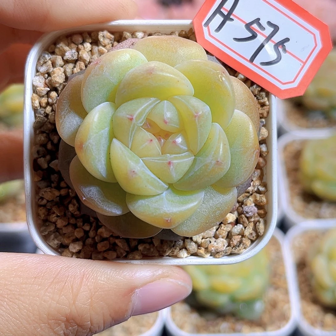 H575  拿铁奶沫满18包邮