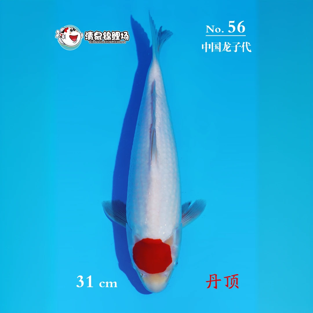 清泉锦鲤 第三次冬季水泥池寄养 中国龙子代 丹顶 56号