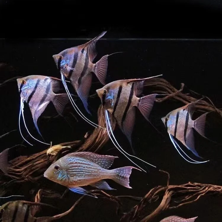 秘鲁神仙鱼燕鱼七彩神仙群游热带观赏鱼小型鱼苗活体淡水