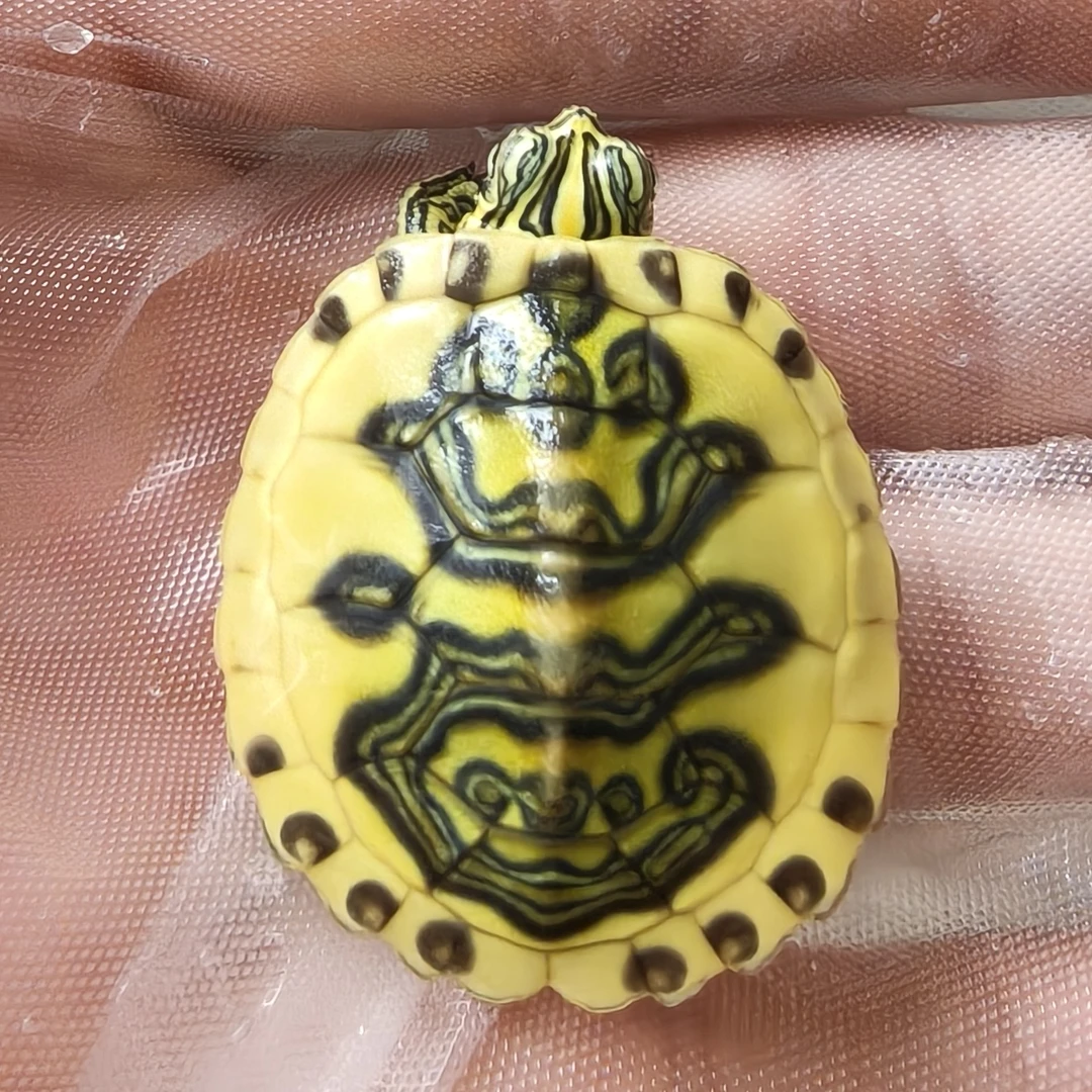 火焰龟直播专用链接(一)