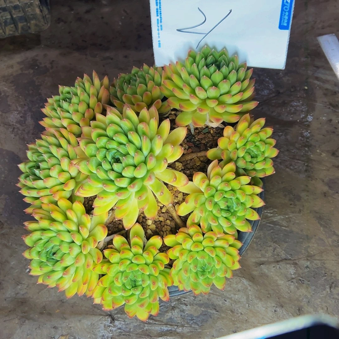 汐***宝21号一物一拍脱土包邮