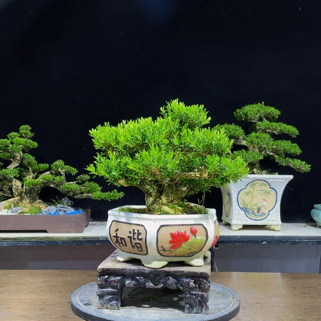 黄杨盆景四季常青