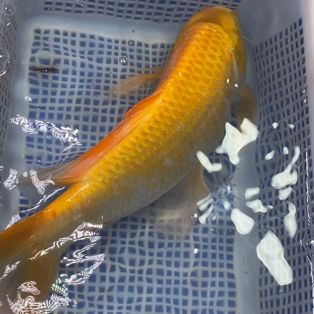 锦鲤冷水锦鲤包邮
