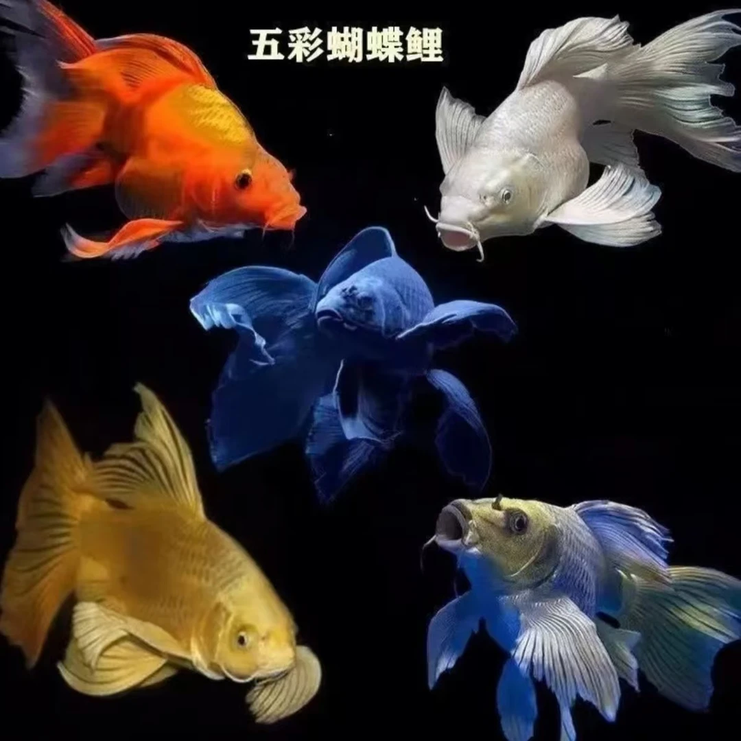 精品蝴蝶鲤，吉祥，普身，短身，球体，直播间曾艳灯效果，介意勿拍。