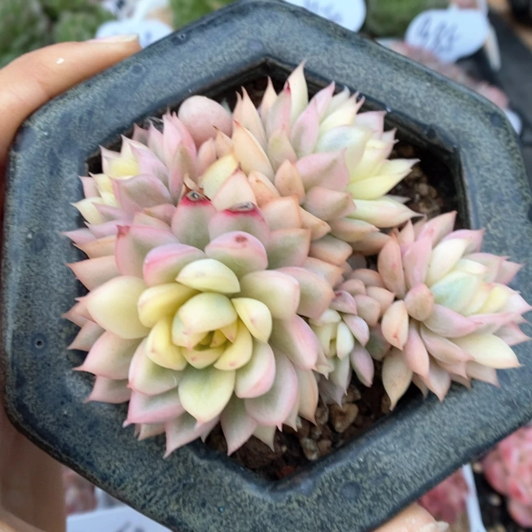 女雏锦群生可拍。