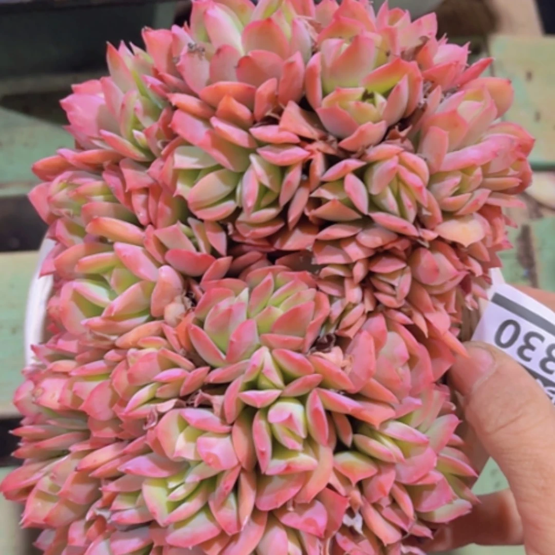 【闪购商品】绮罗缀16330