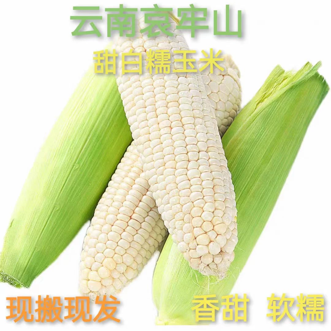 云南新鲜白糯玉米玉米棒糯玉米鲜玉米苞米脆嫩红河新鲜5斤9斤
