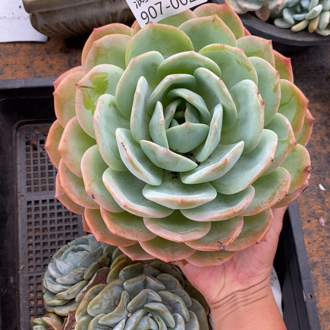 夏悦多肉907-2凤橙