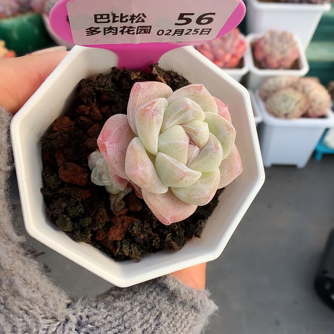 56双头草莓冰玉多肉植物
