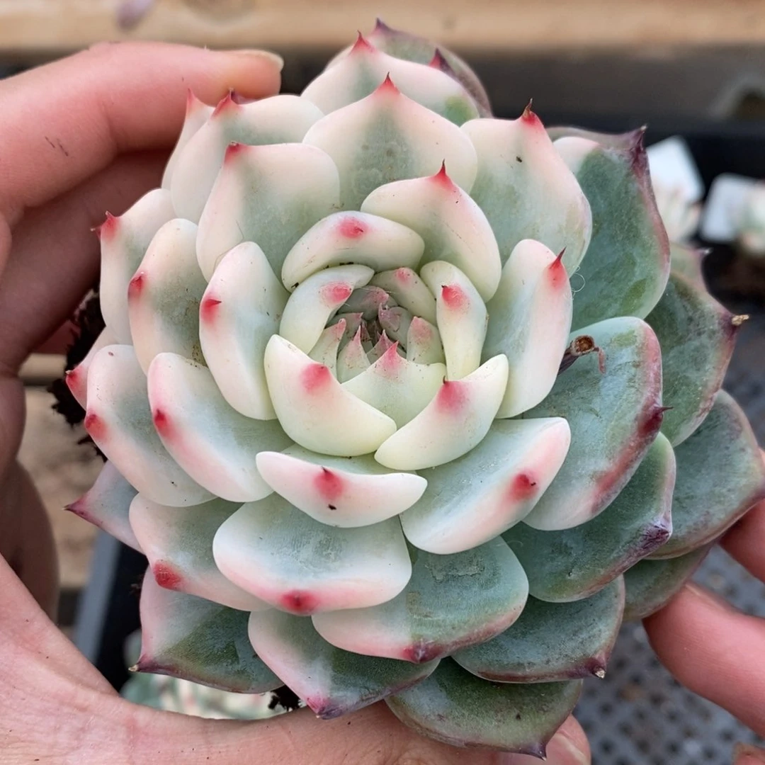 吉娃娃锦多肉植物77号