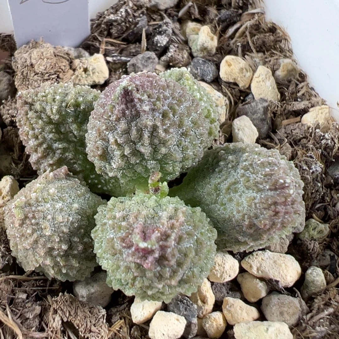 w丸叶翠绿石多肉植物水泡