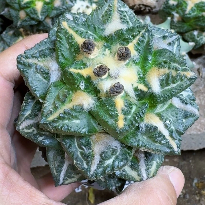 潇*福利苗接大龟甲815