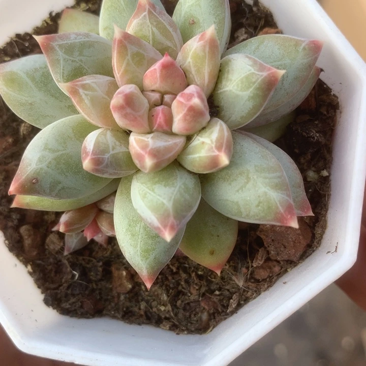 雪花美人。（满9.99包邮不满9.99发空盆）