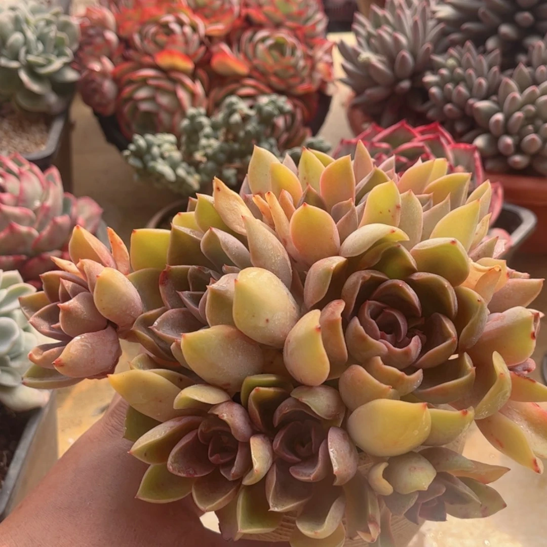 【闪购商品】092紫气东来