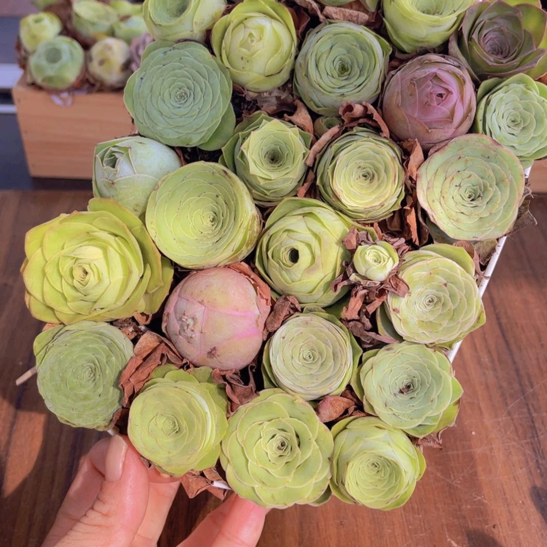 保底25颗以上量拍➕花篮