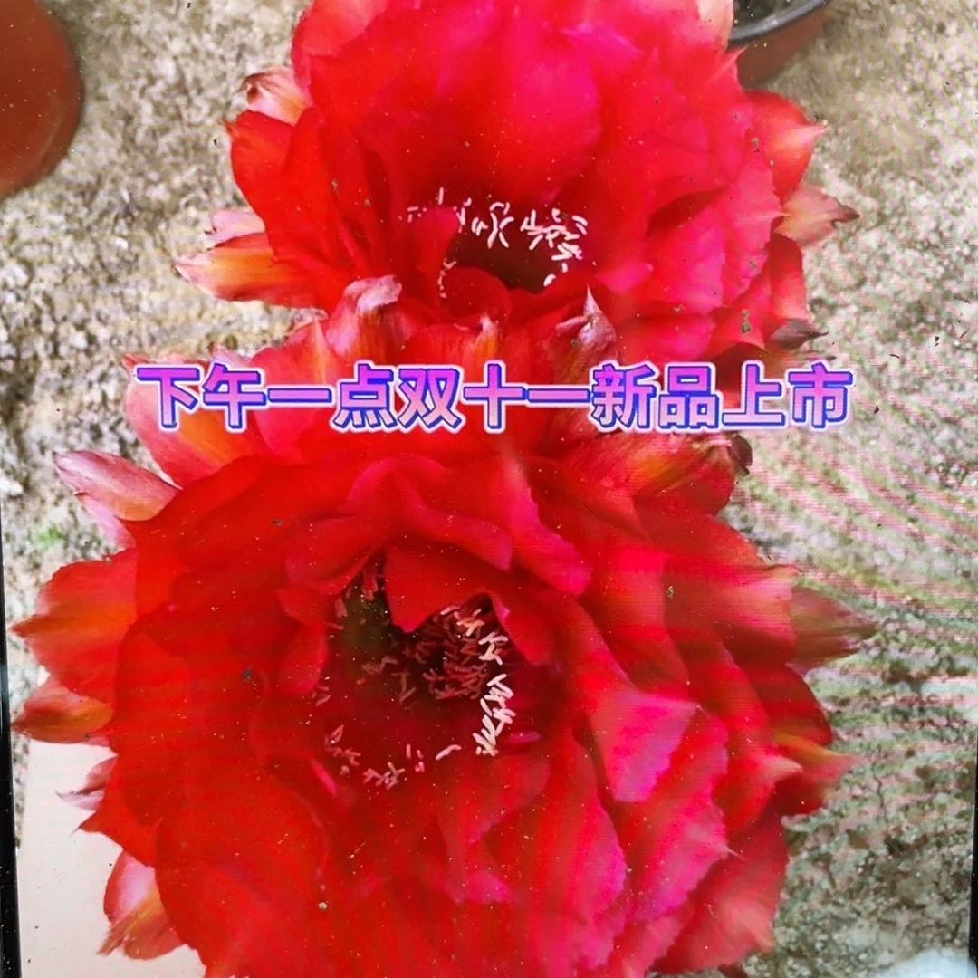 Cc248自根球6公分以上带盆土