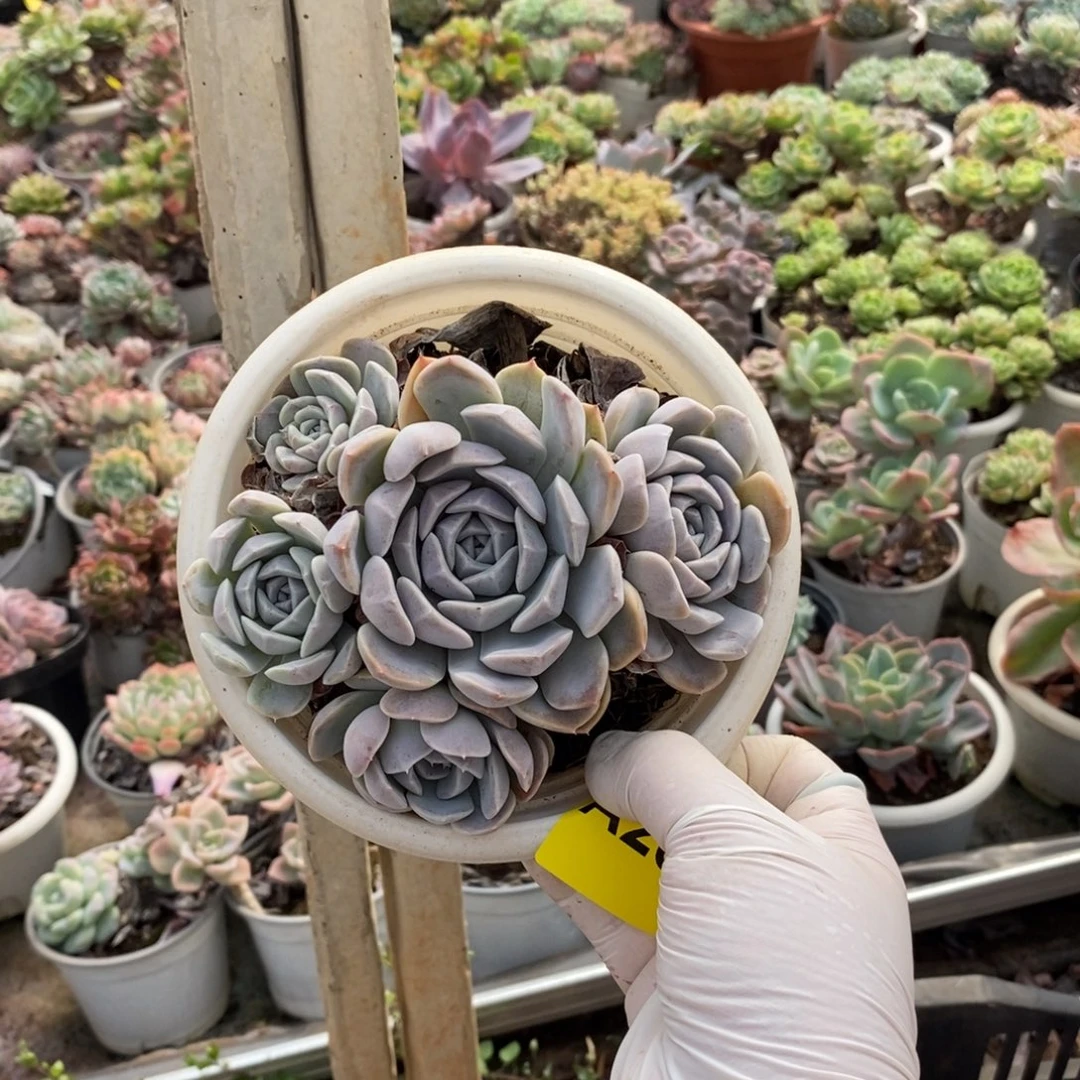 264汉堡多头一物一拍