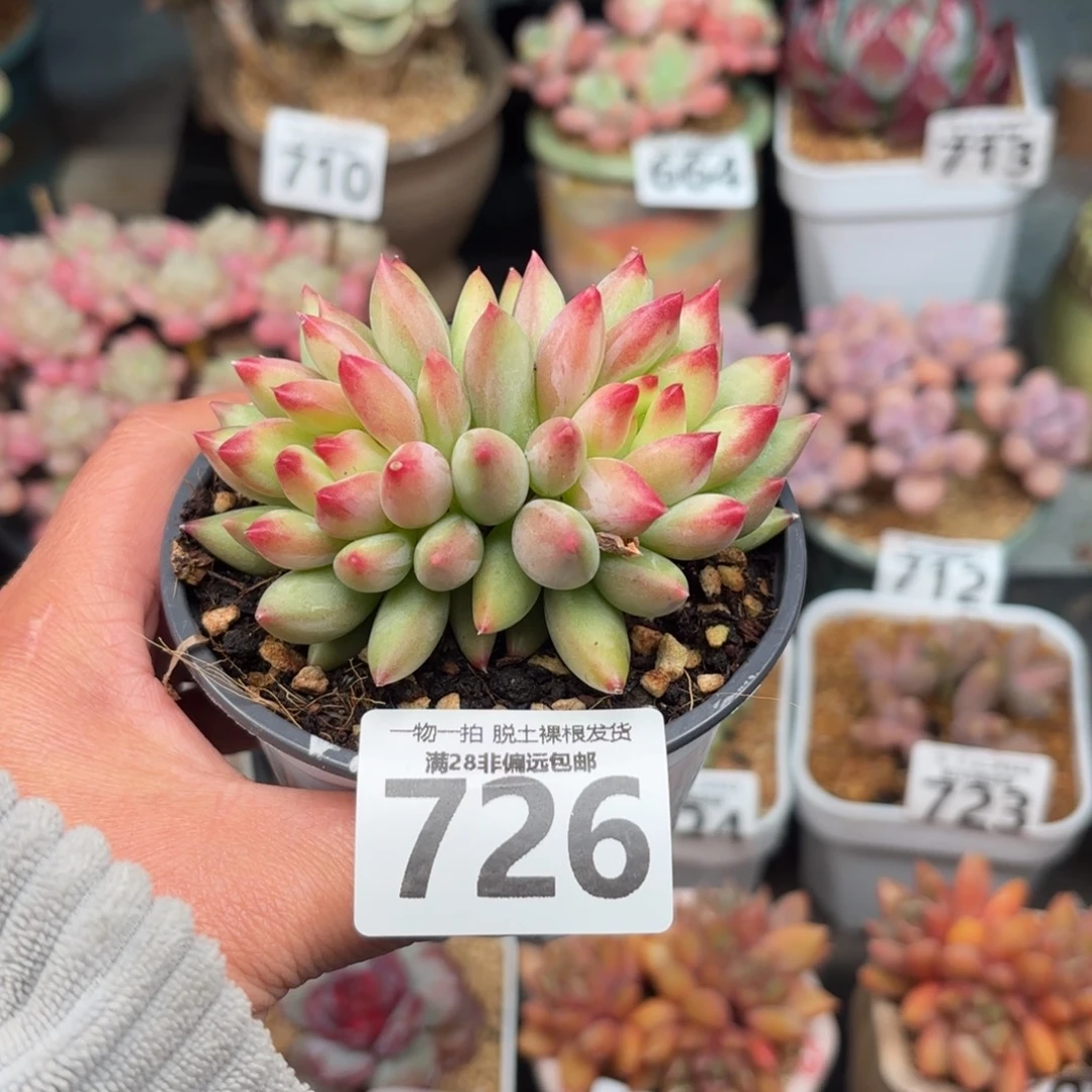 岩字虞美人无盆土发货