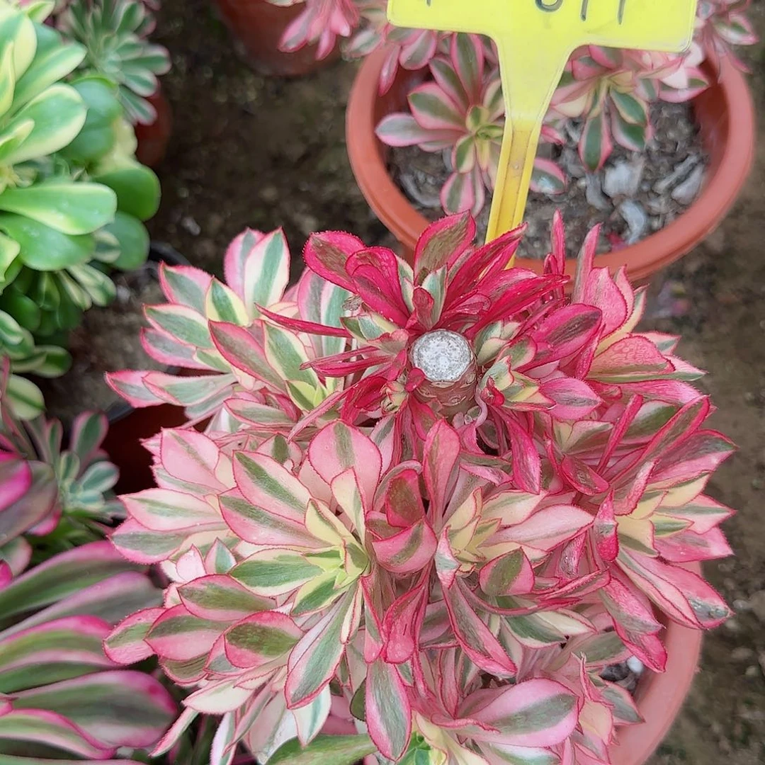 秋*4-811---多头多肉植物