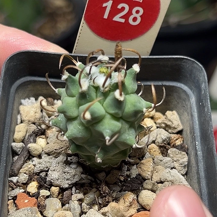实生碳刺升云龙娇丽一棵仙人球