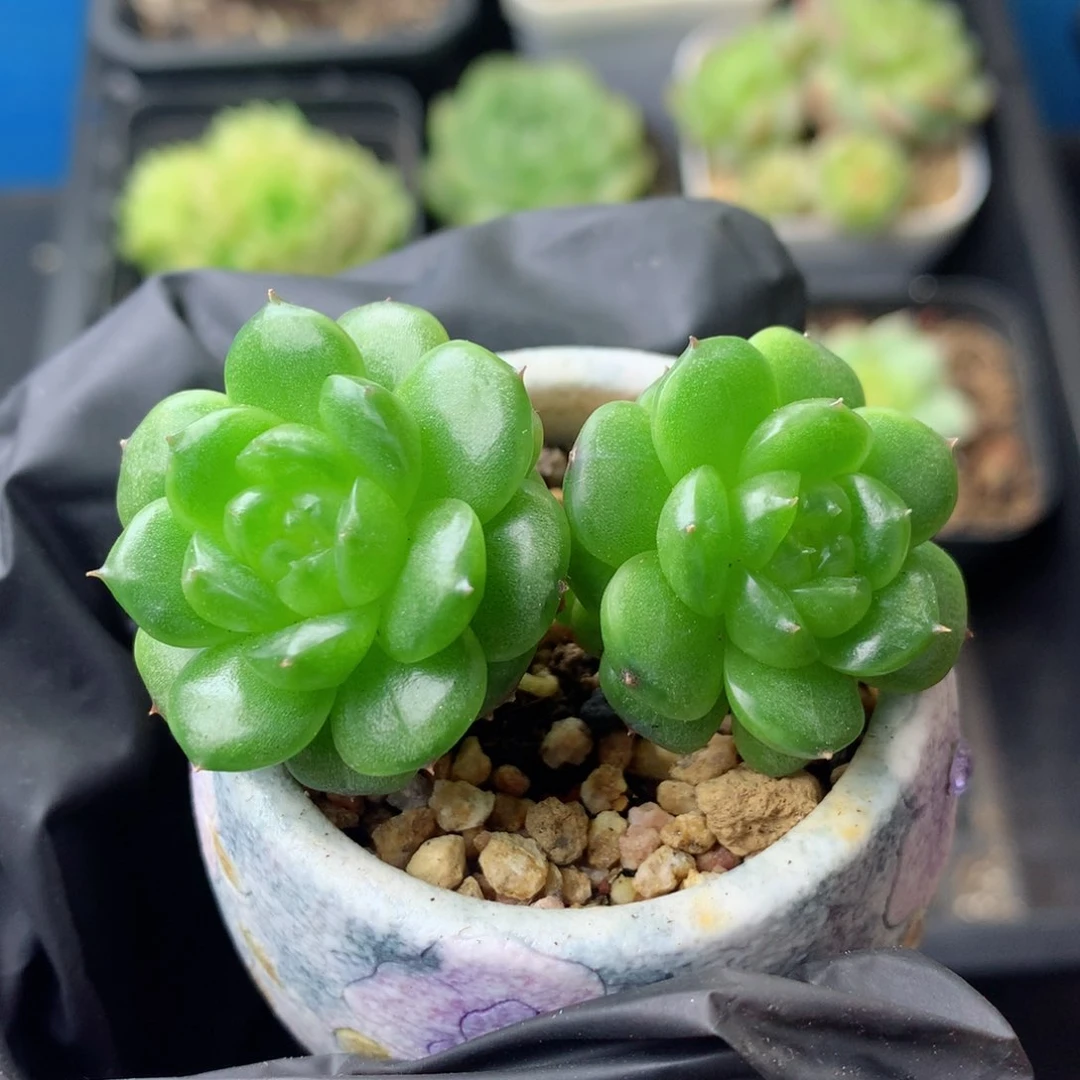 58包邮  群生不包整 100